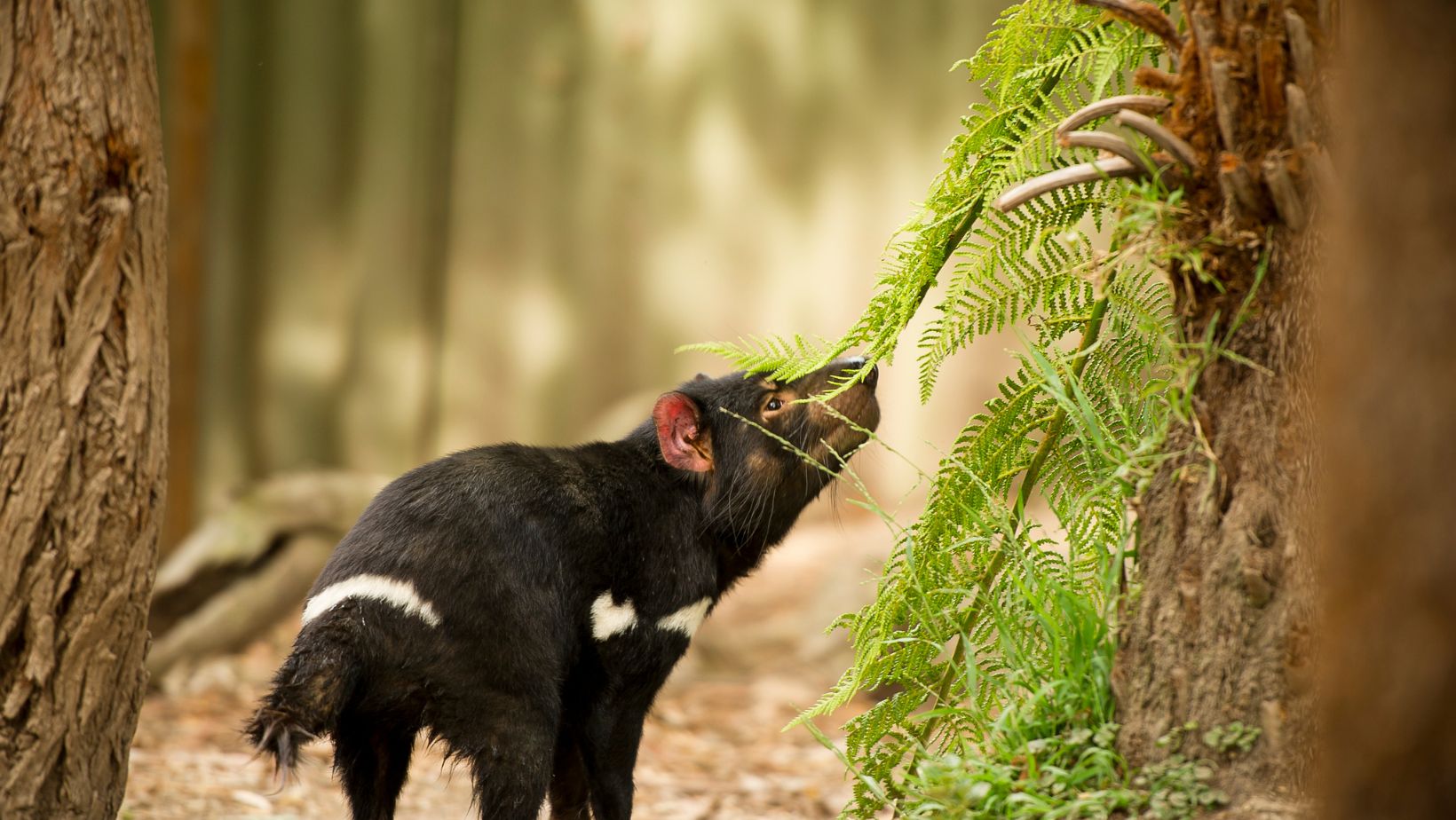 comida del sudeste visita guiada privada con el demonio de tasmania unzoo