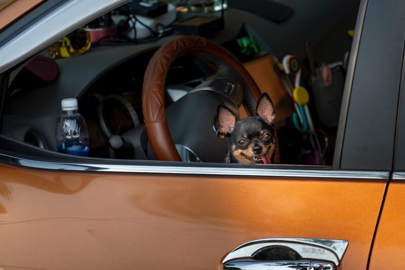 is it illegal to leave your dog in the car with the ac on