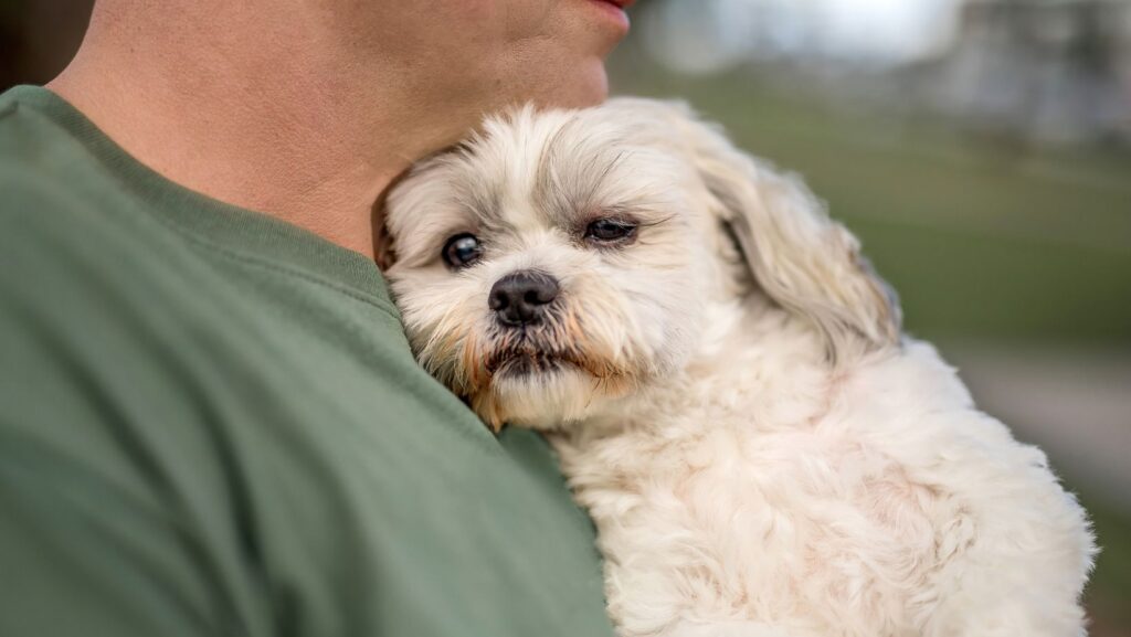 what-does-it-mean-when-your-dog-lays-on-your-chest-explained-home