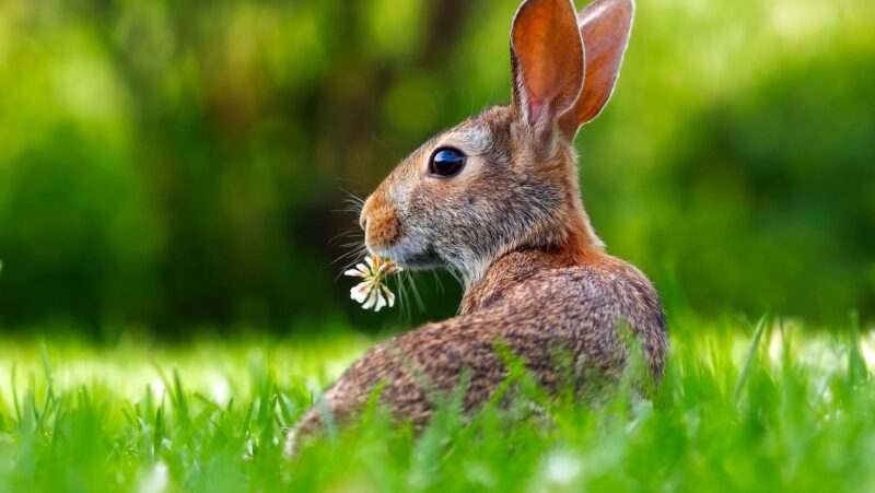 what does it mean when you see a bunny at night