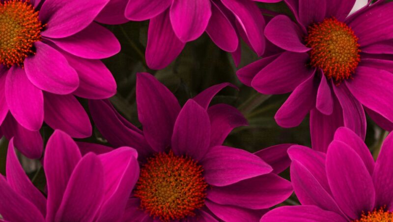 iphone wallpaper nature flowers