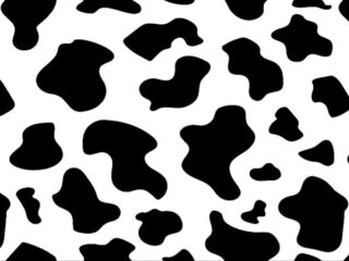 iphone aesthetic iphone cow print wallpaper