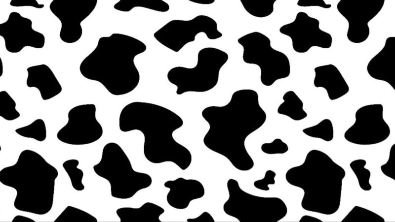 iphone aesthetic iphone cow print wallpaper