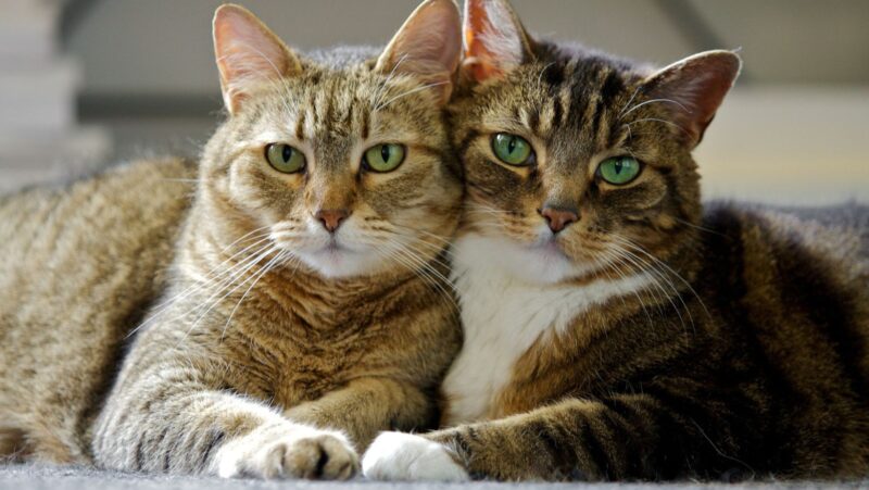 pp kucing couple