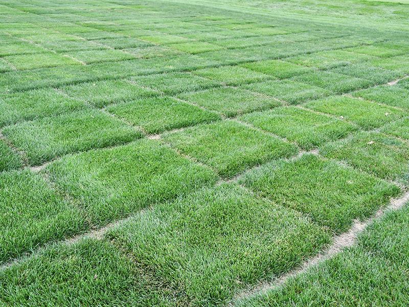 Turfgrass Science | Crop Science Society of America